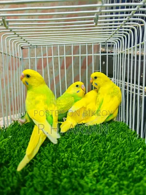 Budgerigar Baby