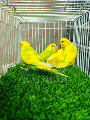 Budgerigar Baby