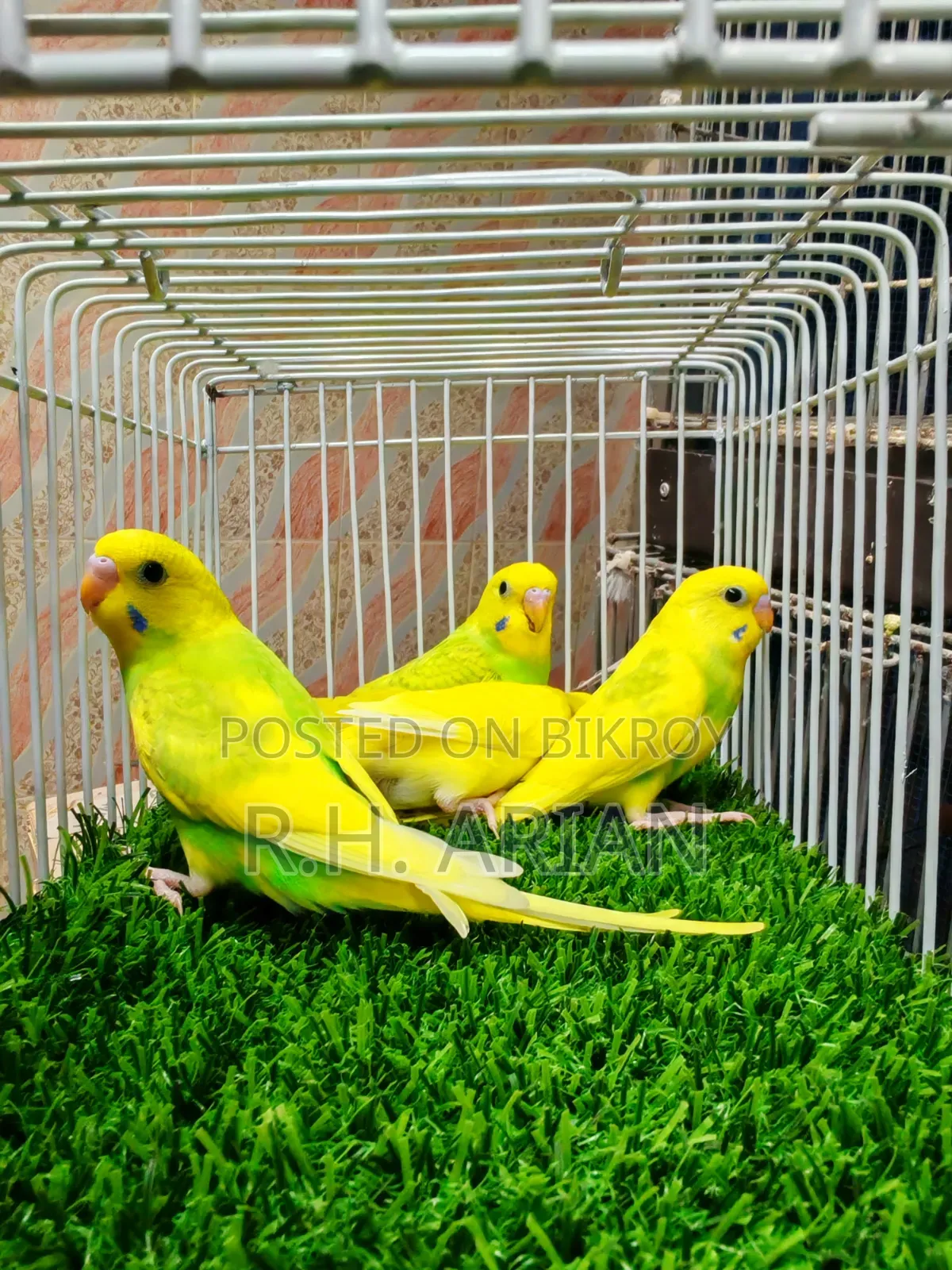 Budgerigar Baby
