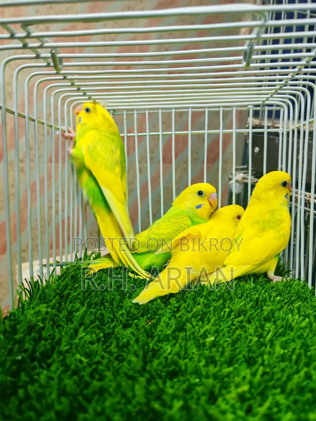 Budgerigar Baby