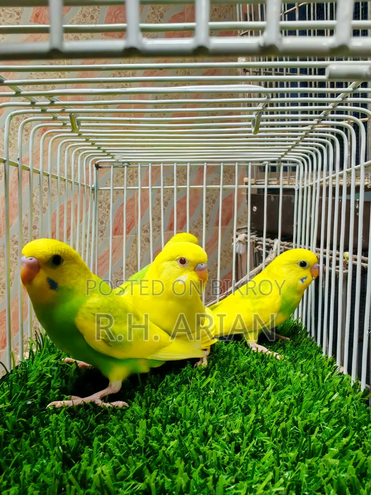 Budgerigar Baby