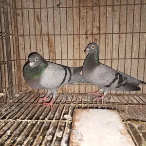 Sabzi Racer Pigeon