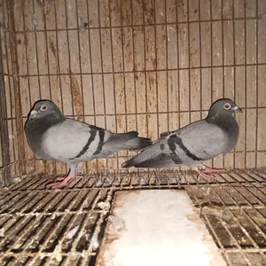 Sabzi Racer Pigeon