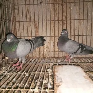 Sabzi Racer Pigeon