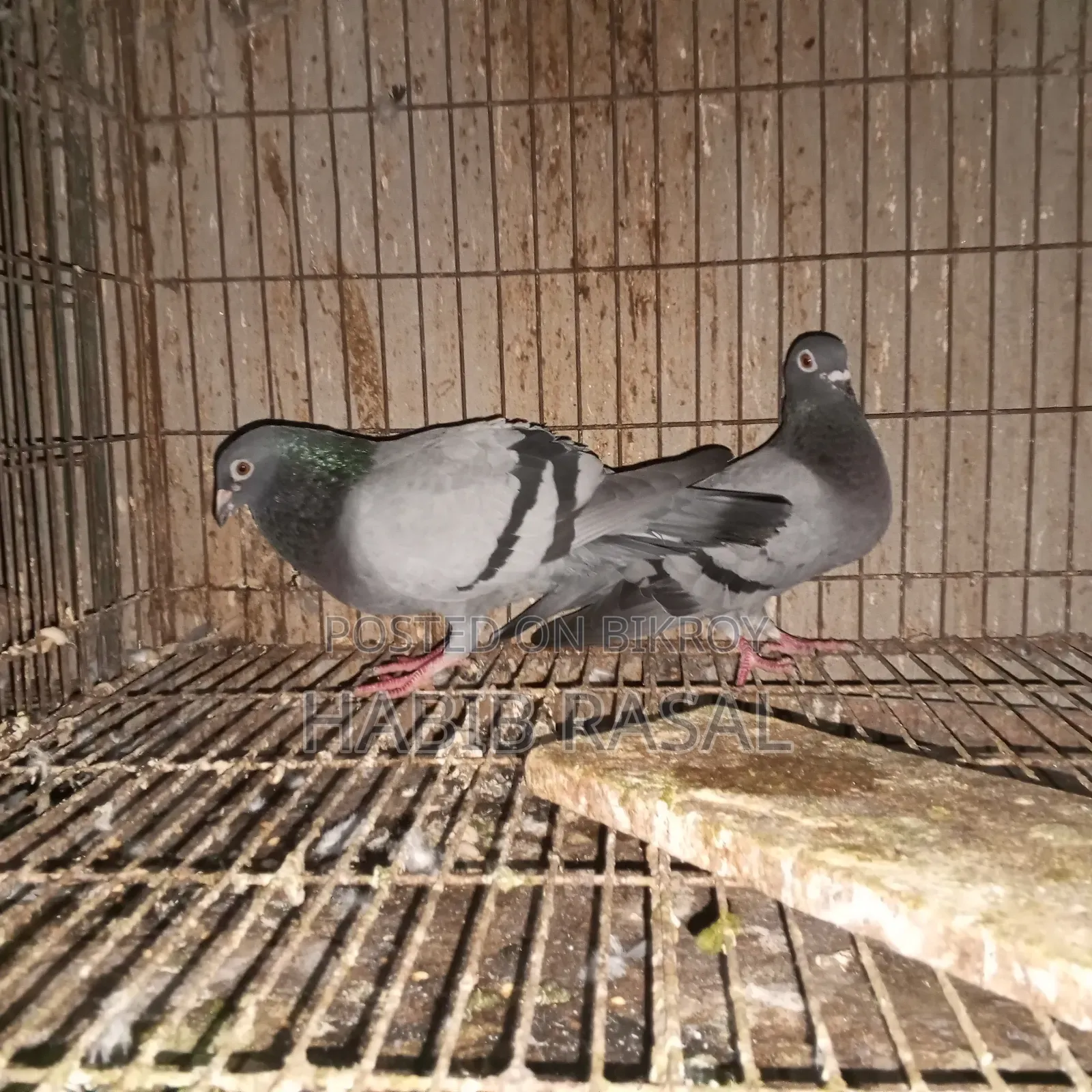 Sabzi Racer Pigeon