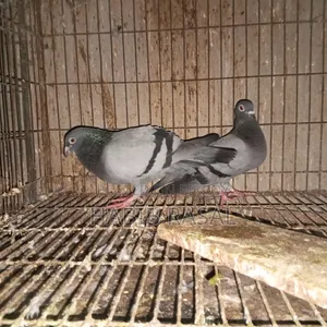 Sabzi Racer Pigeon