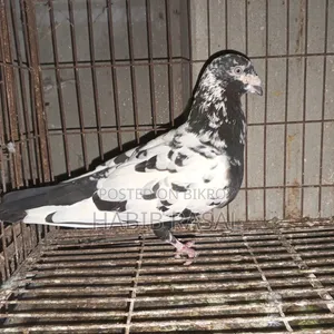 Dragon Homa Pigeon