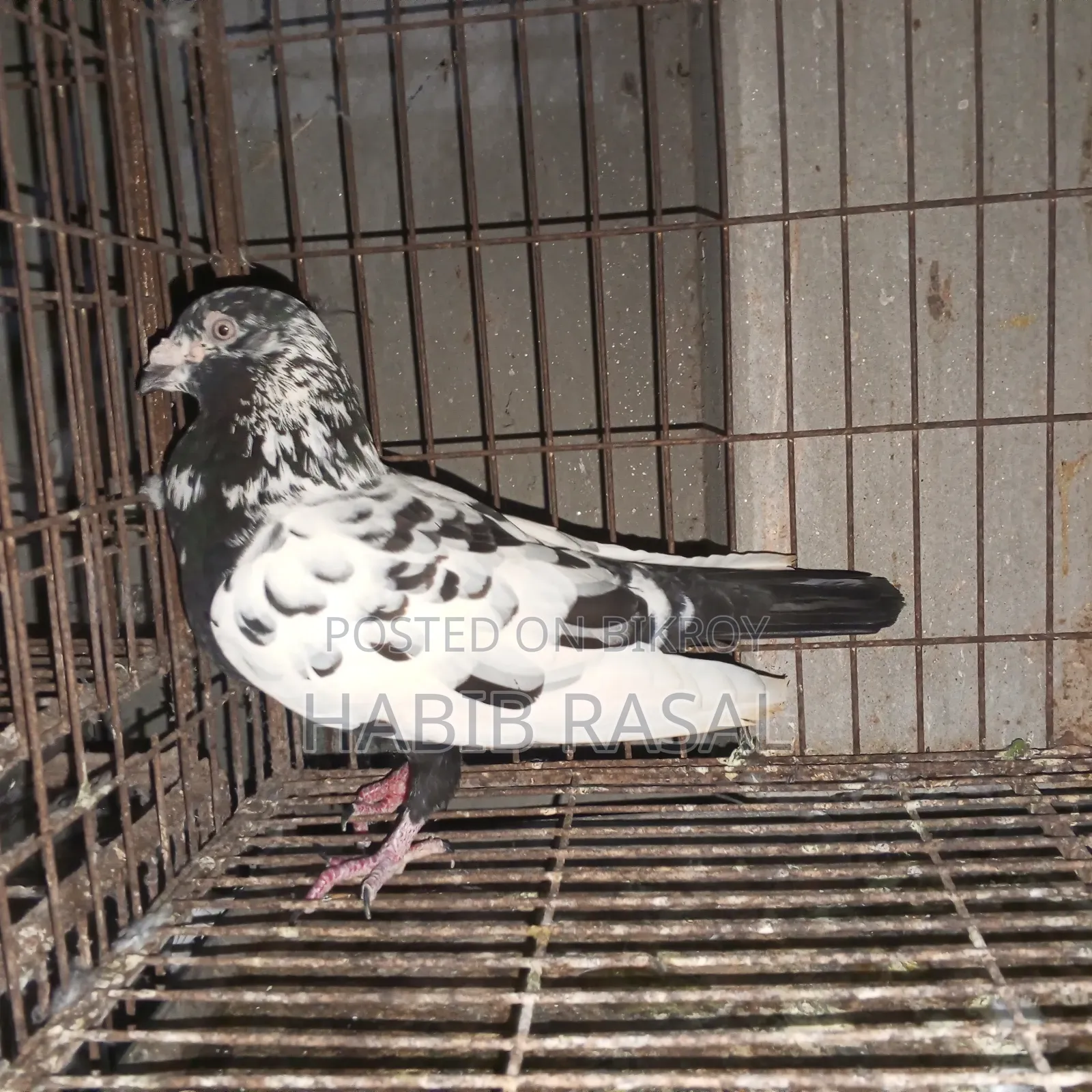 Dragon Homa Pigeon