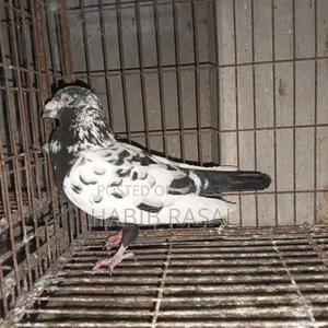 Dragon Homa Pigeon