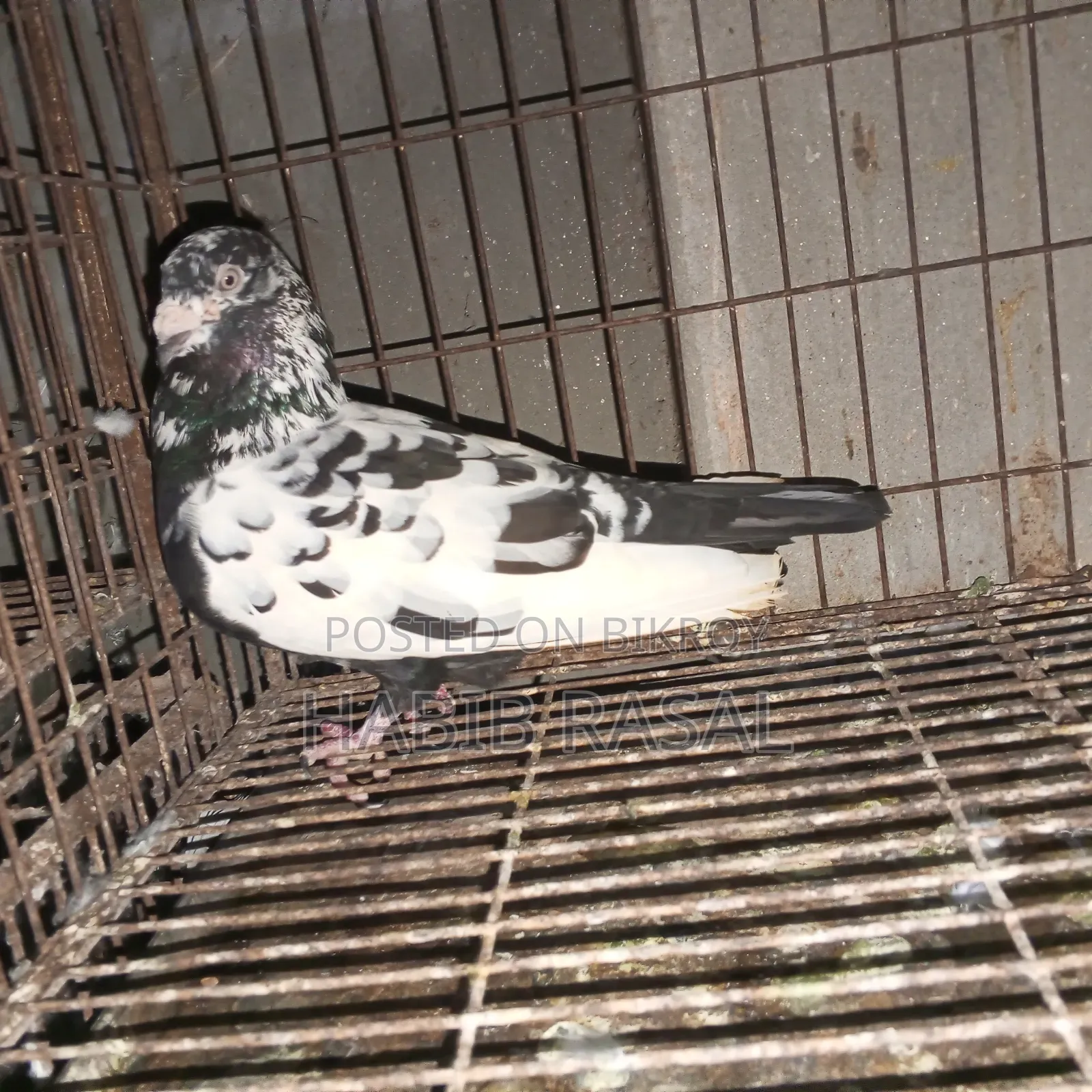 Dragon Homa Pigeon