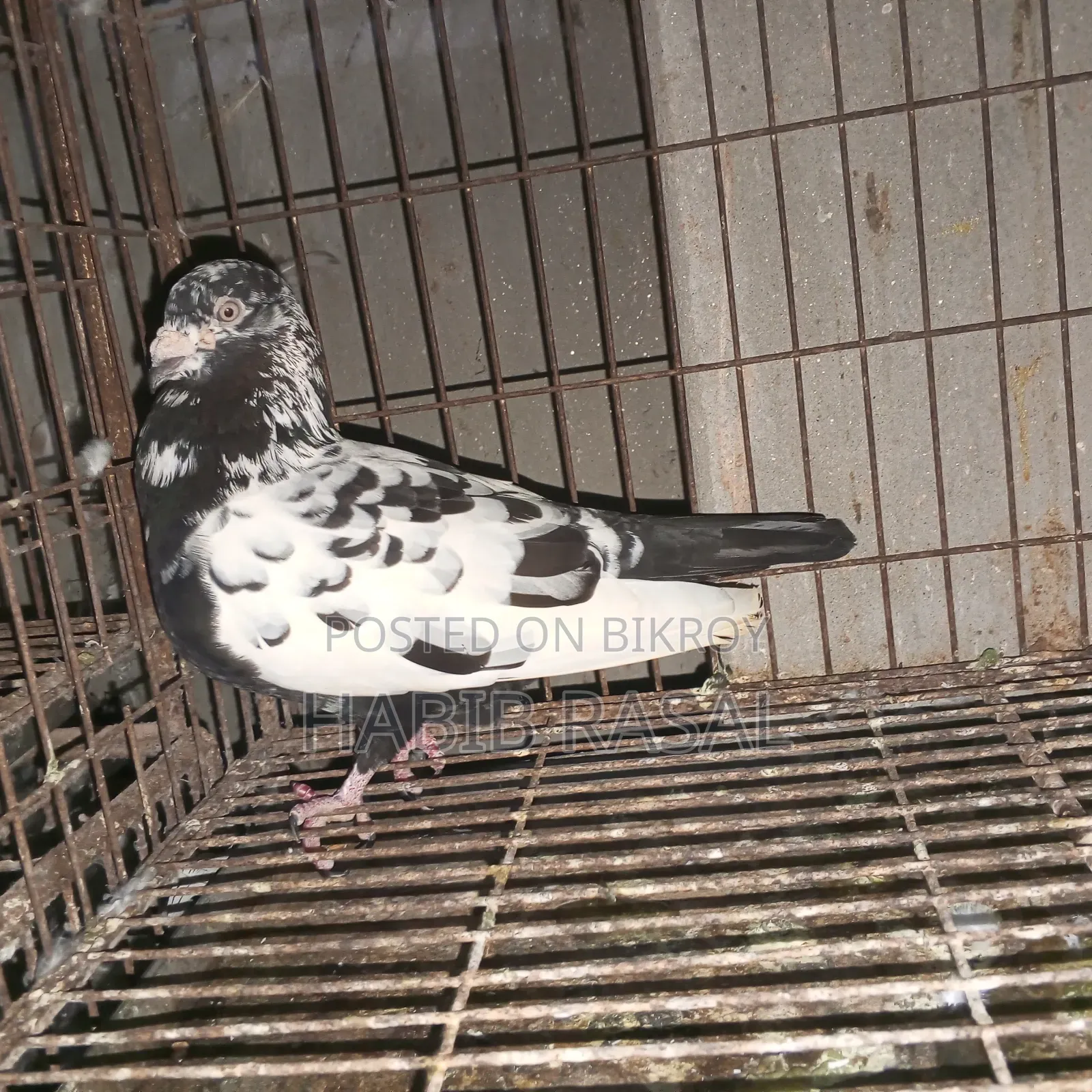 Dragon Homa Pigeon