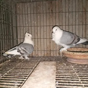 Blue Satin Pigeon