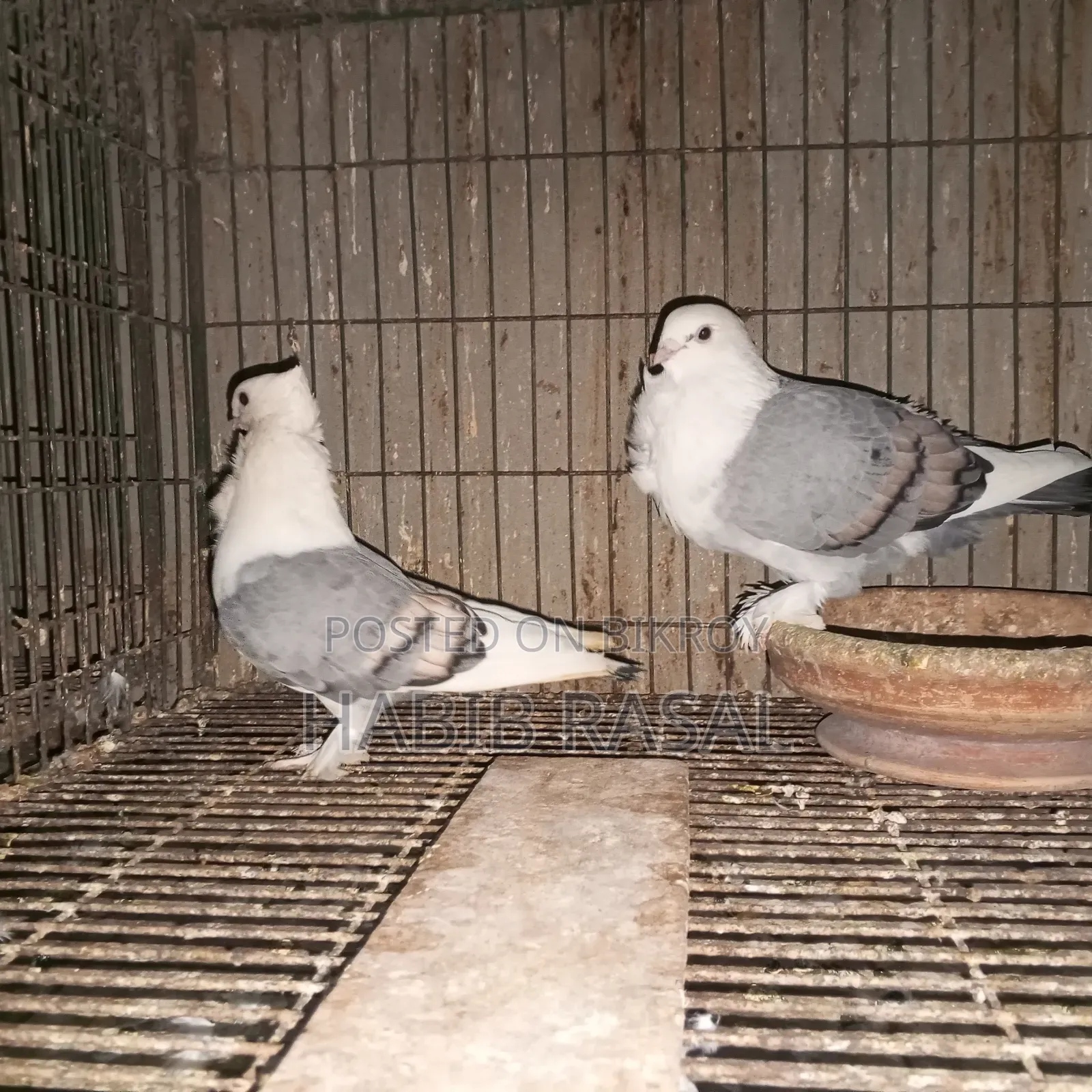 Blue Satin Pigeon