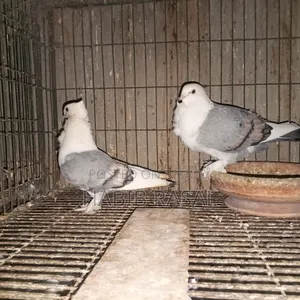 Blue Satin Pigeon