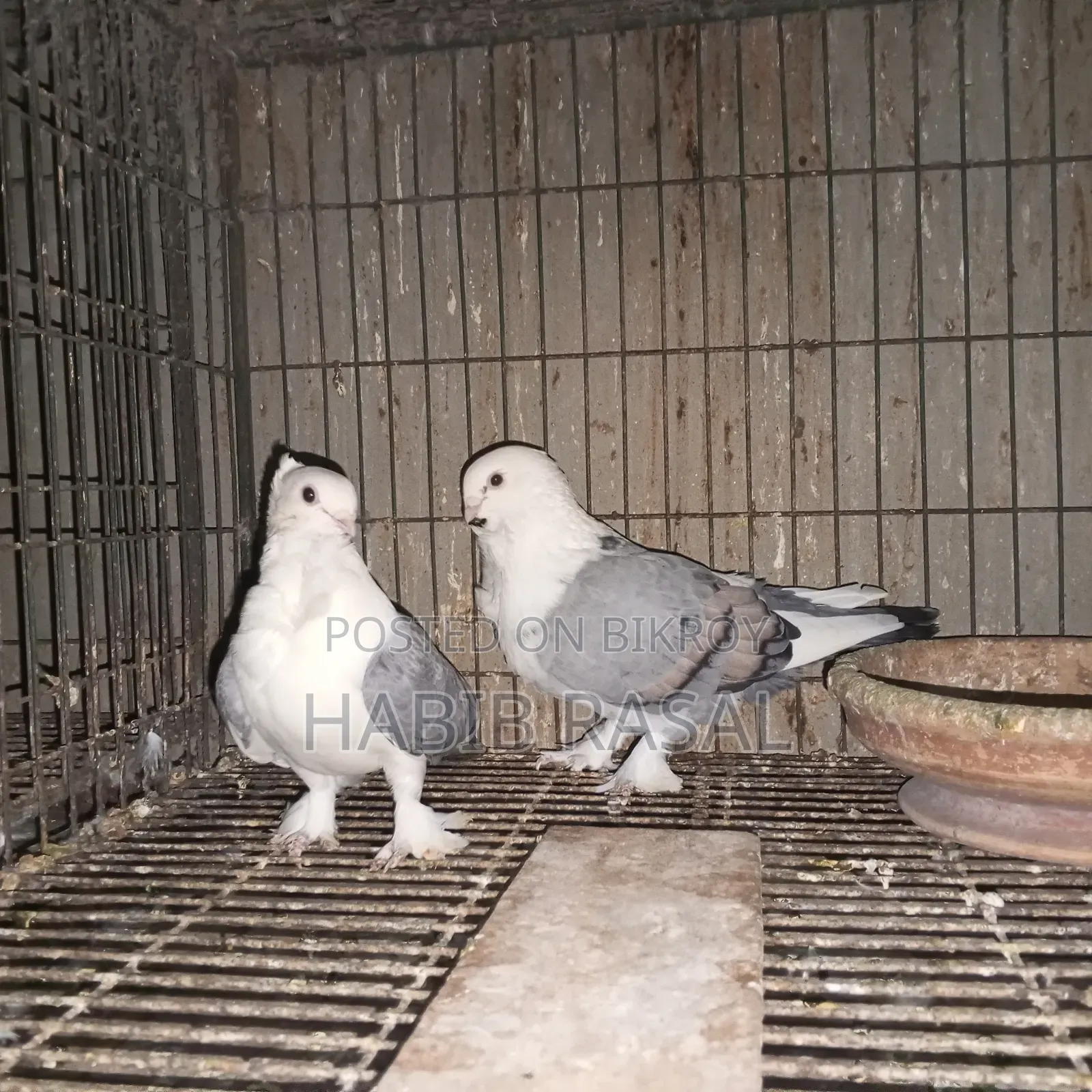Blue Satin Pigeon