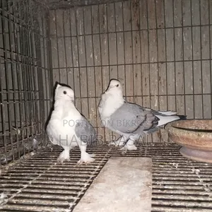 Blue Satin Pigeon