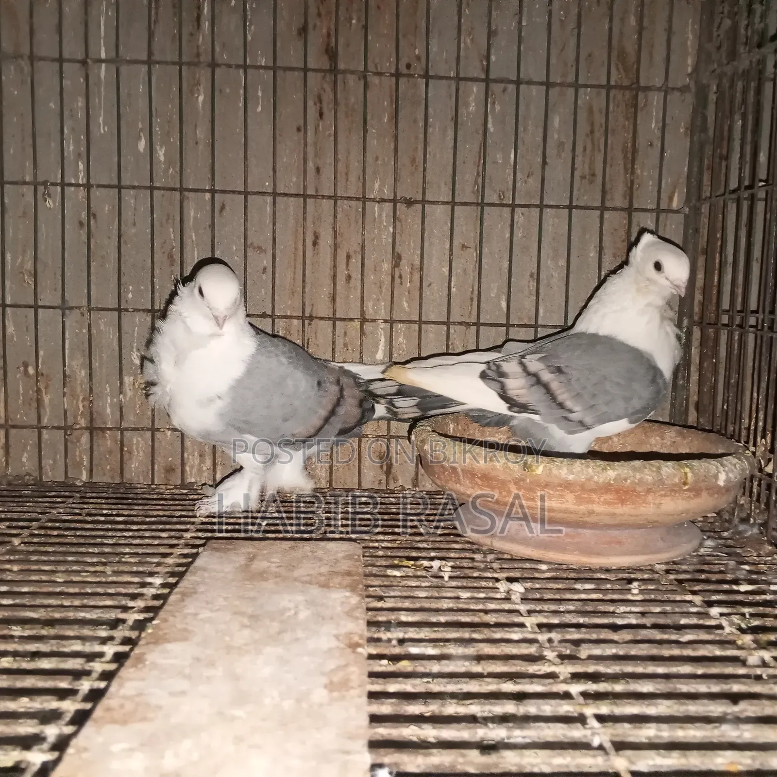 Blue Satin Pigeon