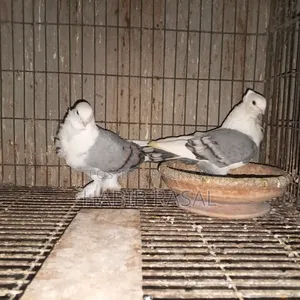 Blue Satin Pigeon