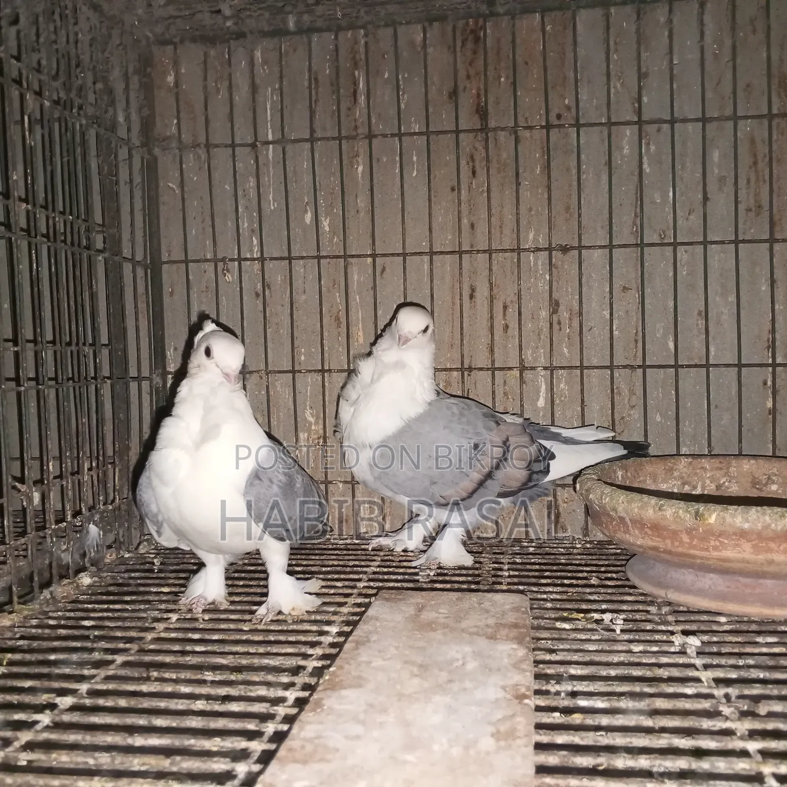 Blue Satin Pigeon