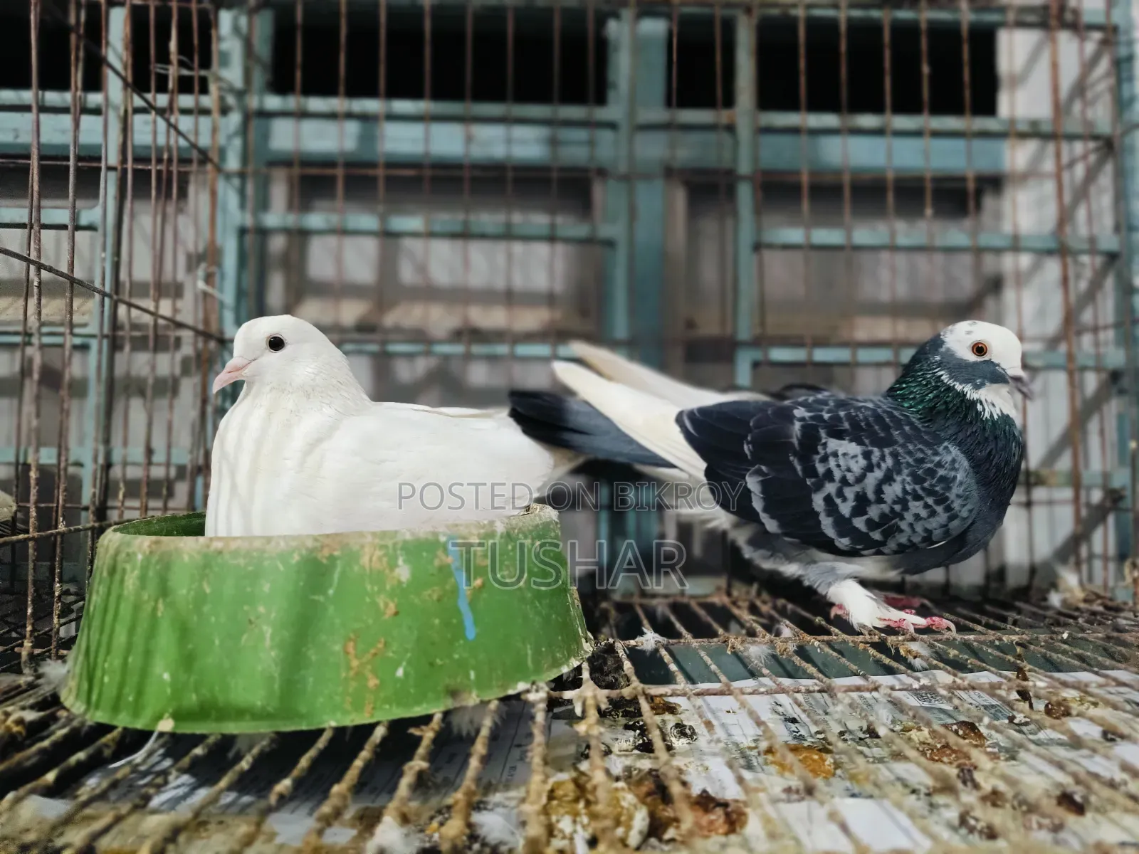 Local Pigeon