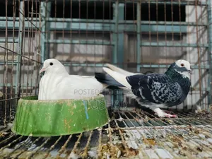 Local Pigeon