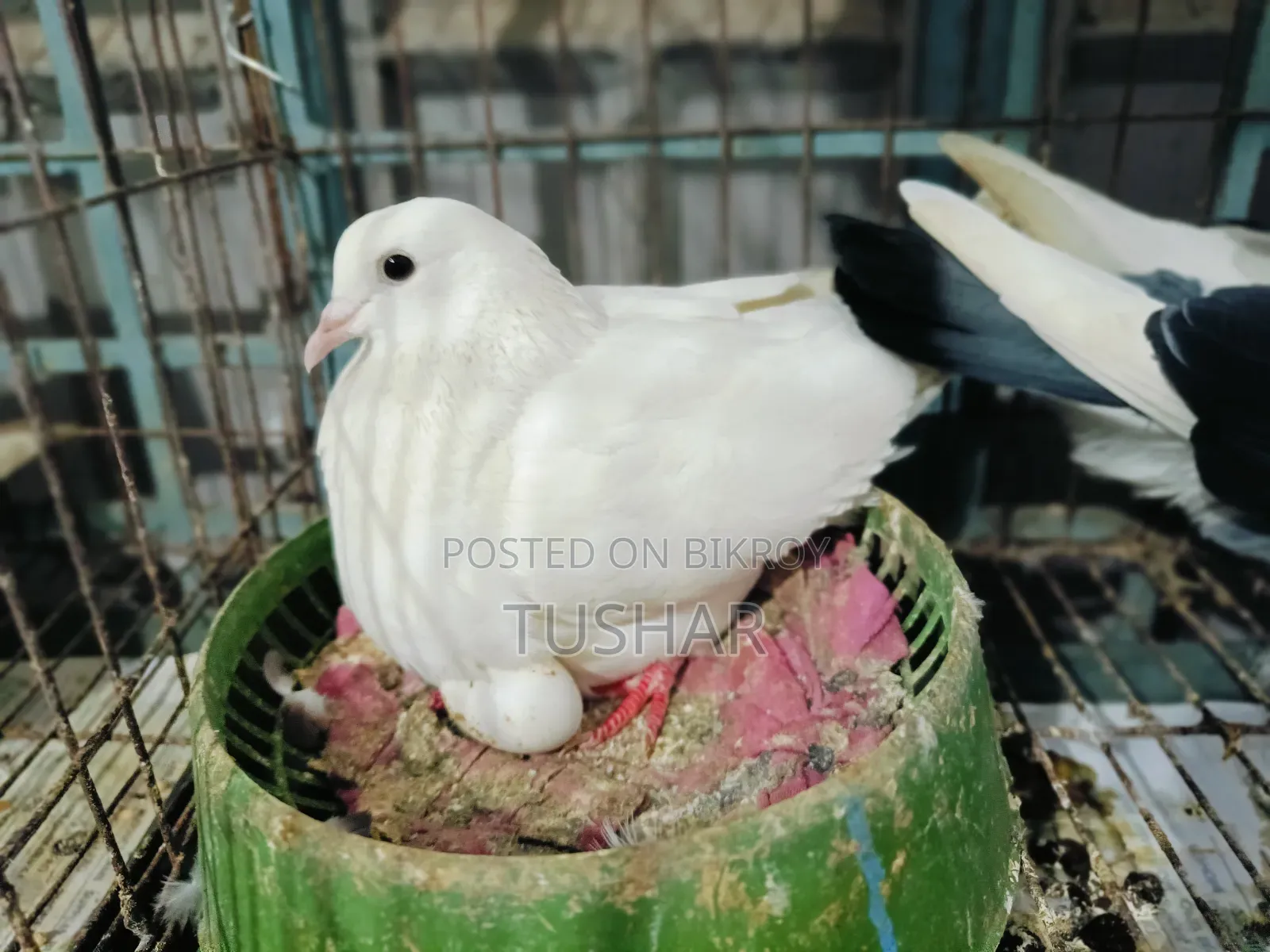 Local Pigeon
