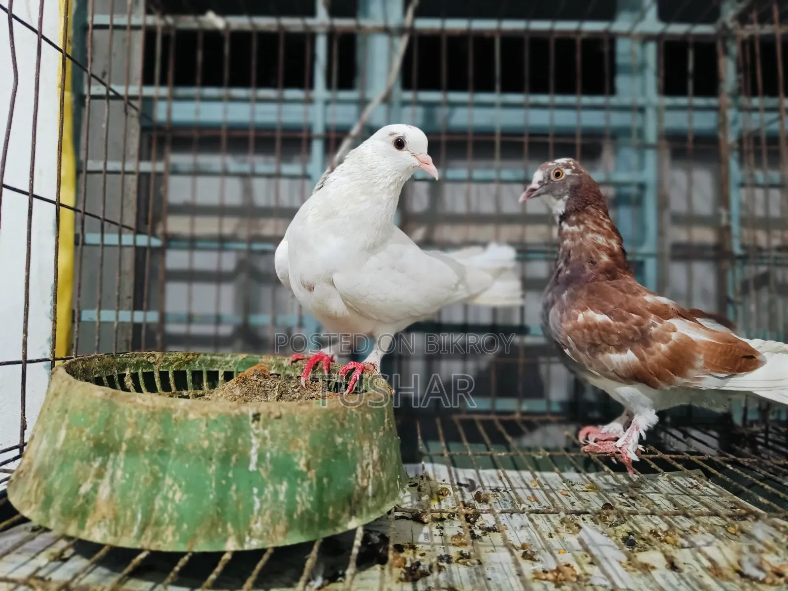 Local Pigeon