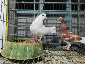 Local Pigeon