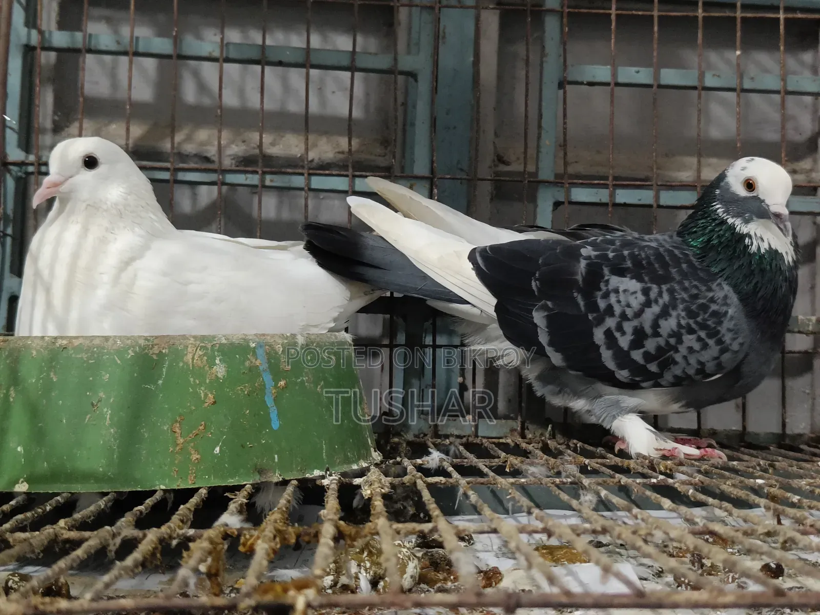 Local Pigeon