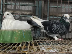 Local Pigeon
