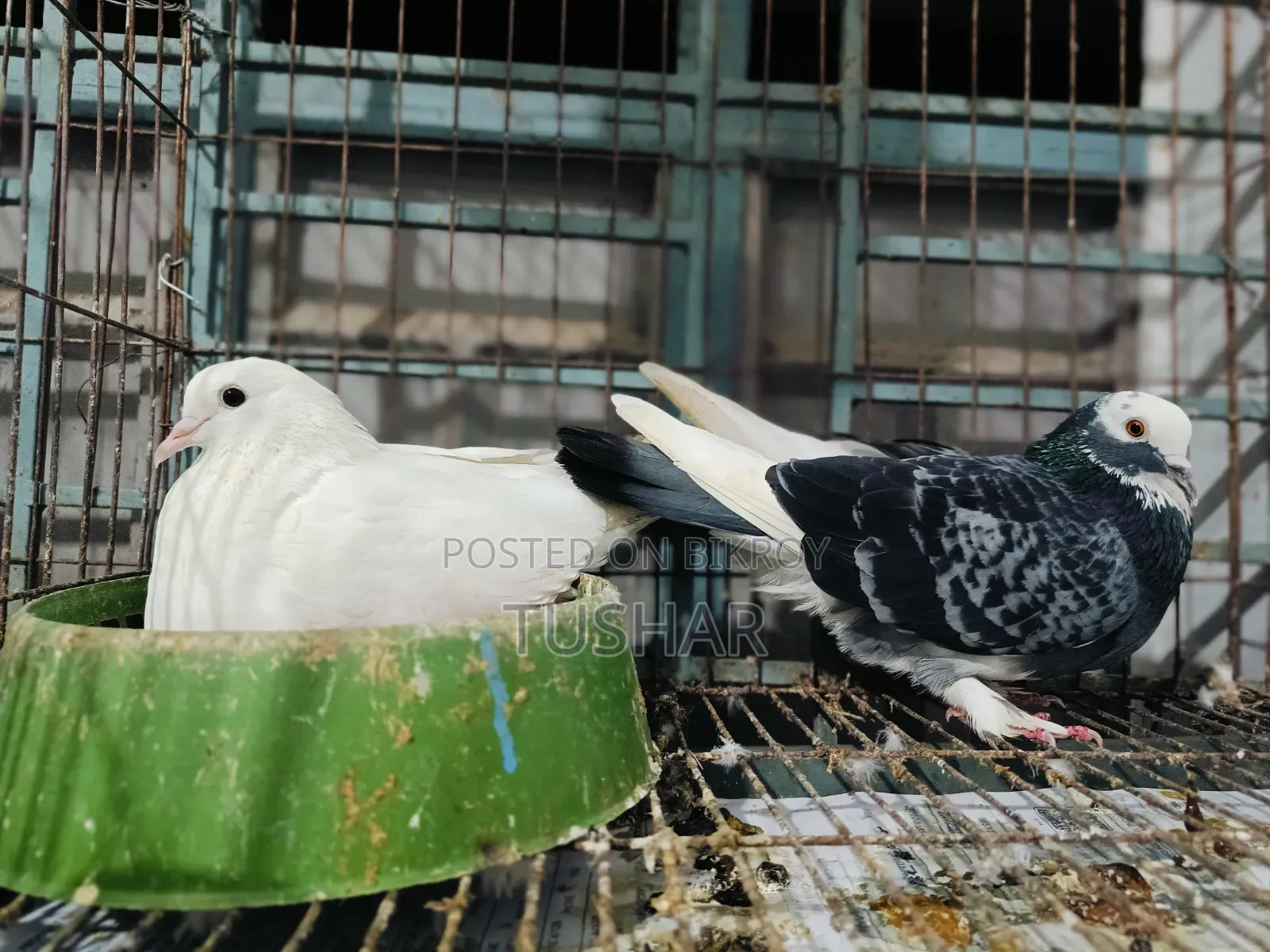 Local Pigeon