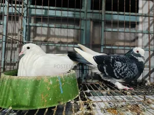 Local Pigeon