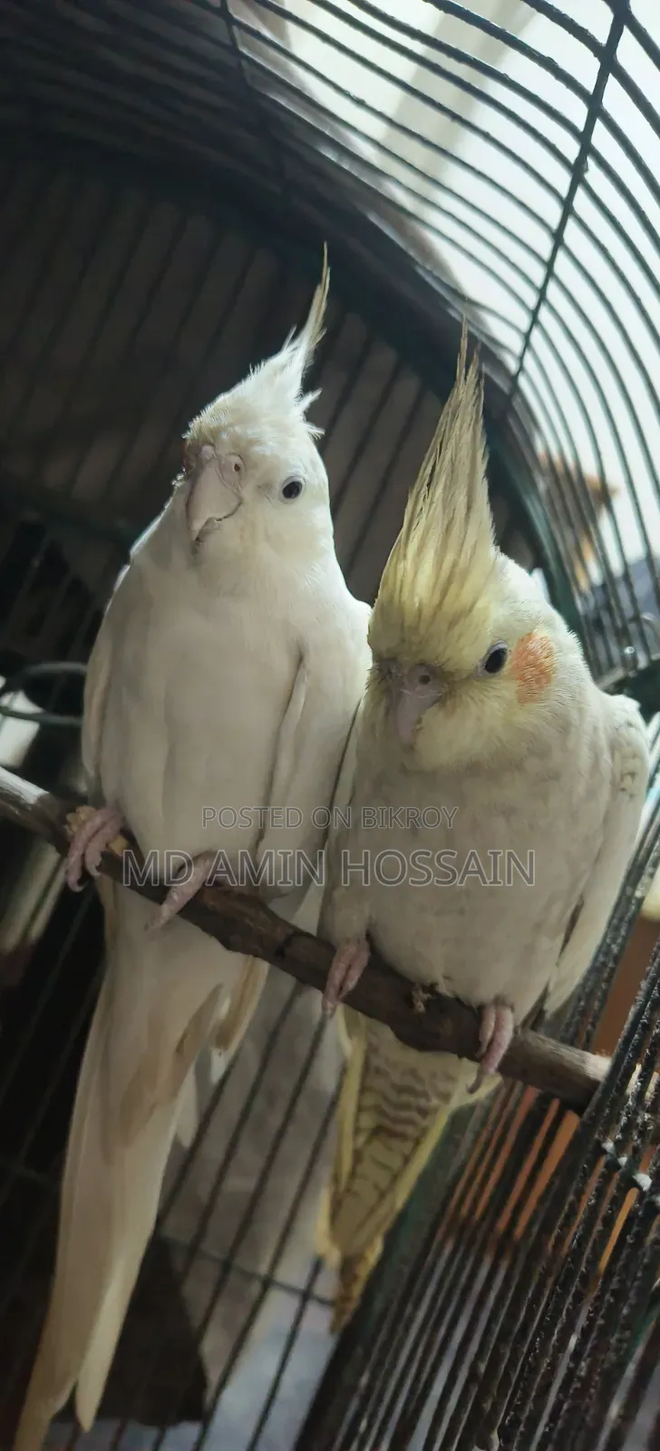 Breeding Cockatiels for Sale | No Delivery | Slightly Negotiable