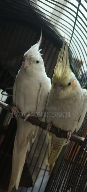 Breeding Cockatiels for Sale | No Delivery | Slightly Negotiable