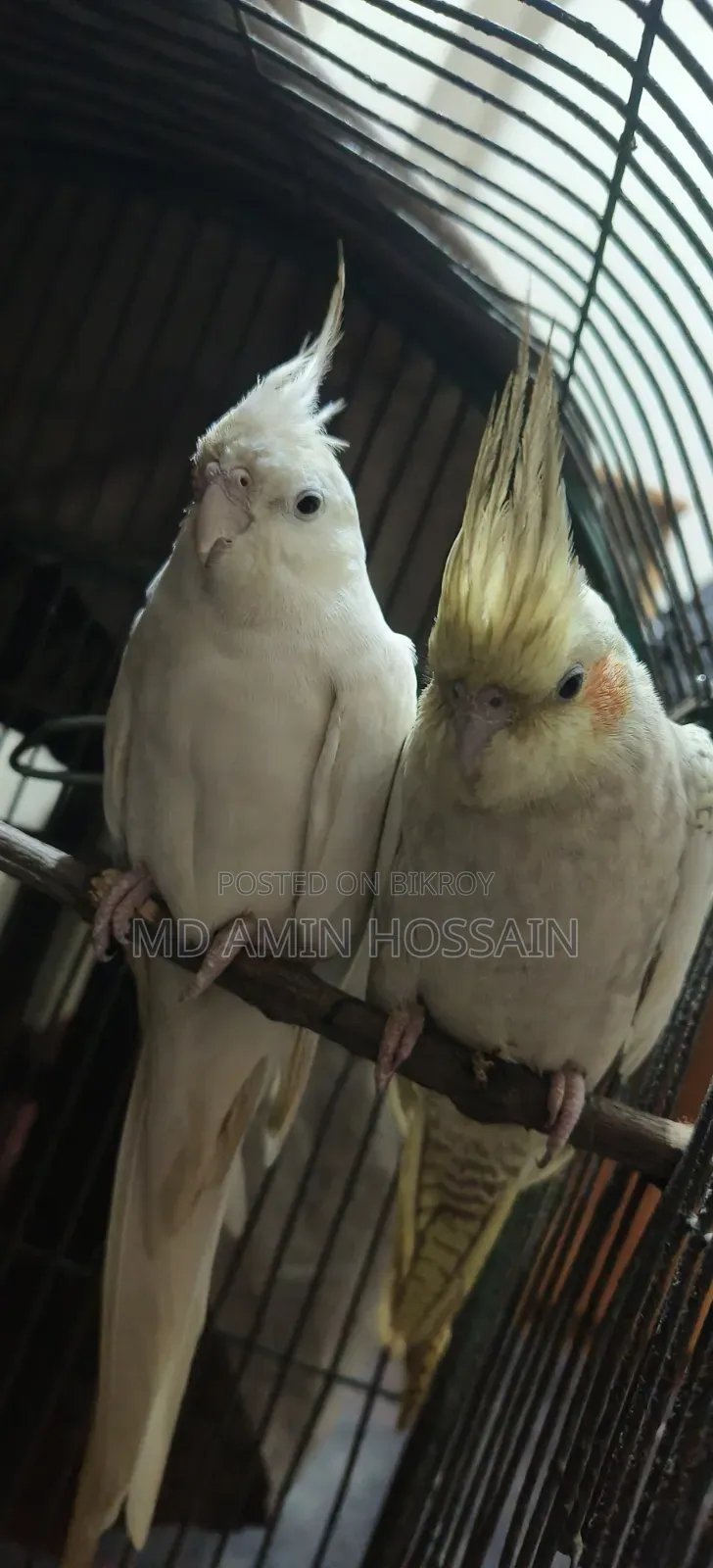 Breeding Cockatiels for Sale | No Delivery | Slightly Negotiable