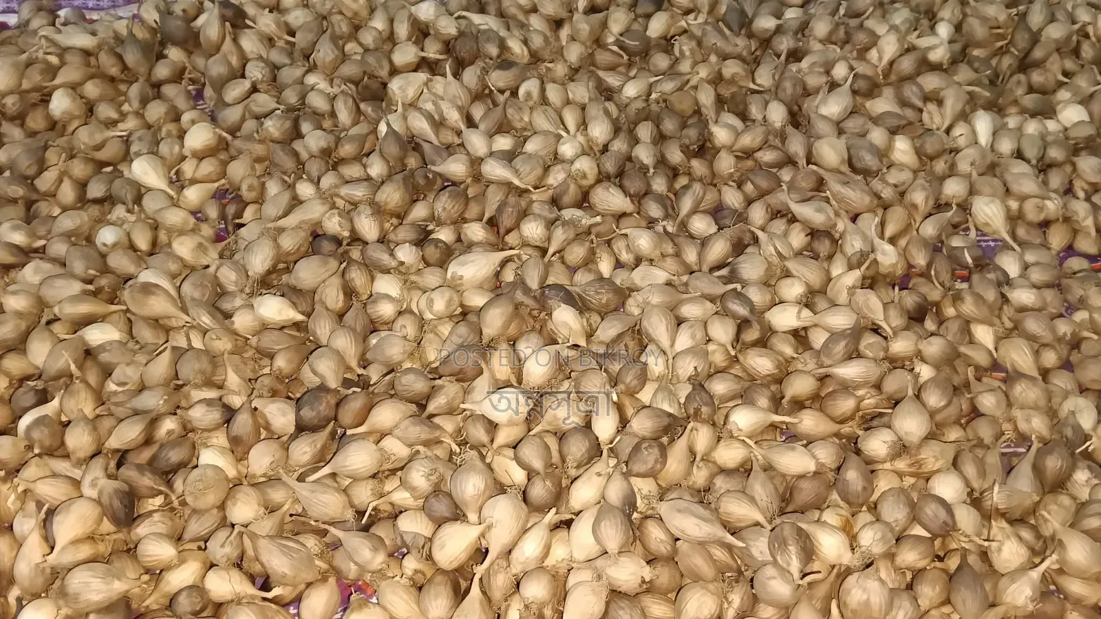Black Garlic