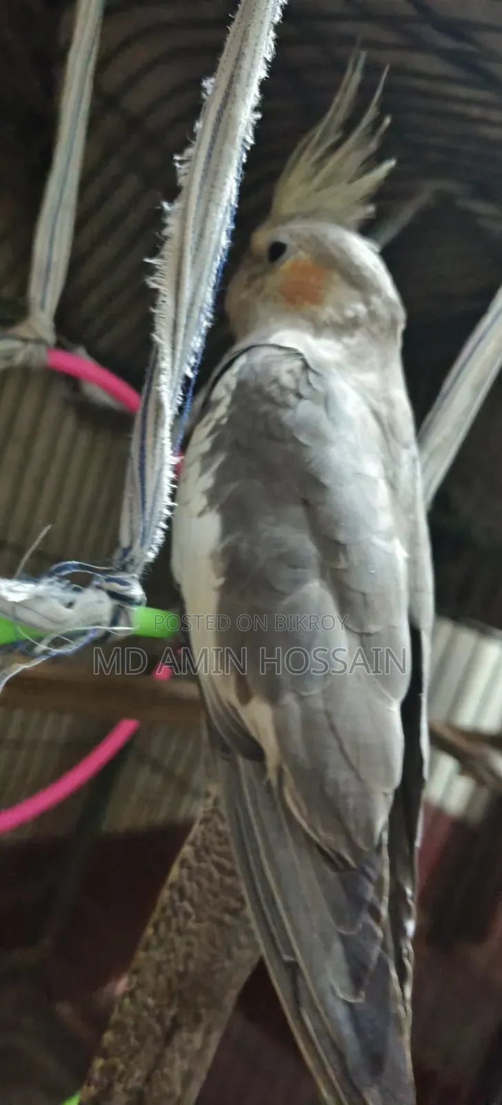 1 Piece Cockatiel for Sale (Female) (Yellowface Grey)