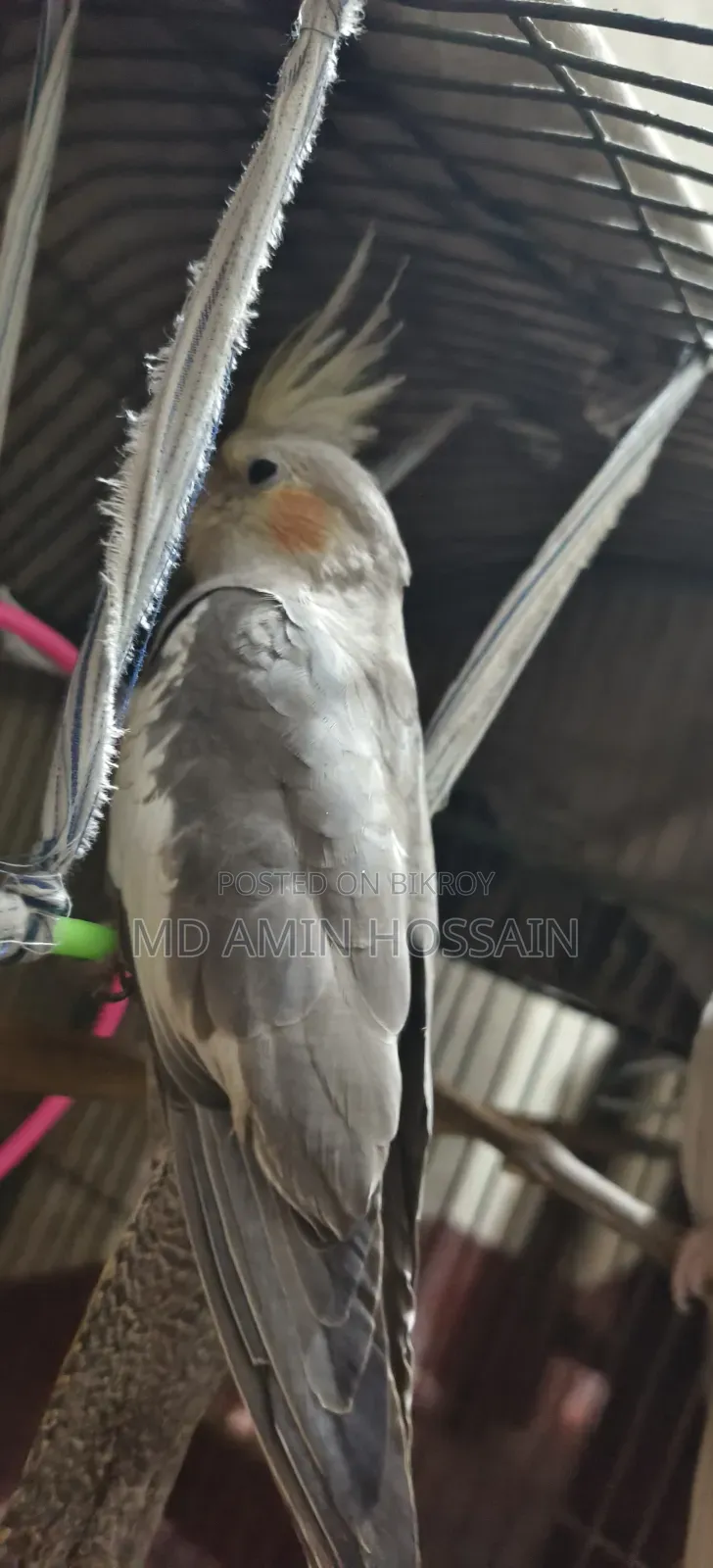 1 Piece Cockatiel for Sale (Female) (Yellowface Grey)