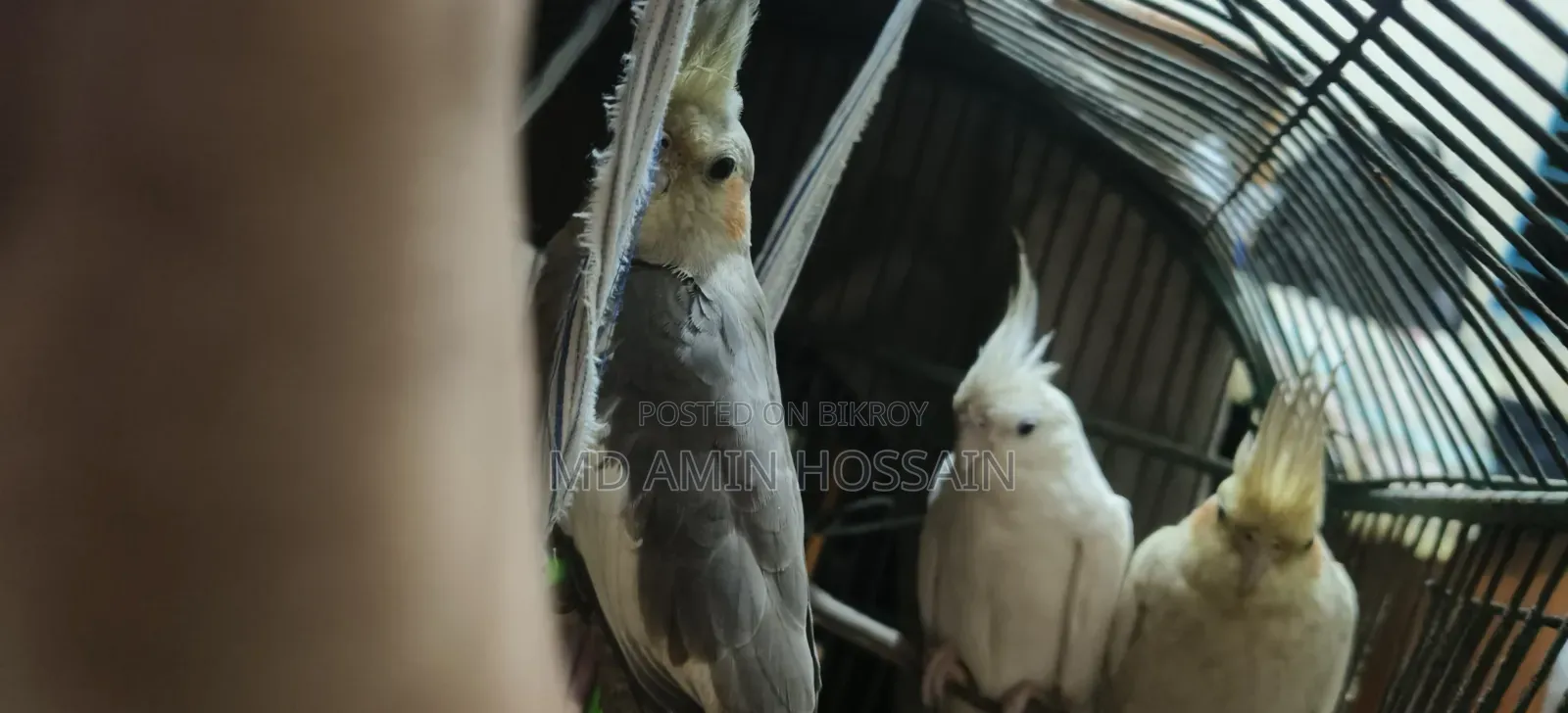 Pair (With Baby) of Cockatiels for Sale on Offer