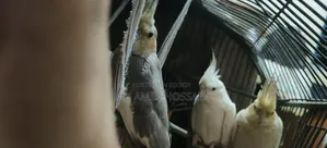 Pair (With Baby) of Cockatiels for Sale on Offer