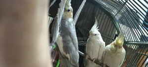 Pair (With Baby) of Cockatiels for Sale on Offer