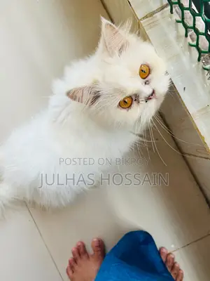 ১+ বছরের ফিমেল পিওরব্রেড পার্সিয়ান