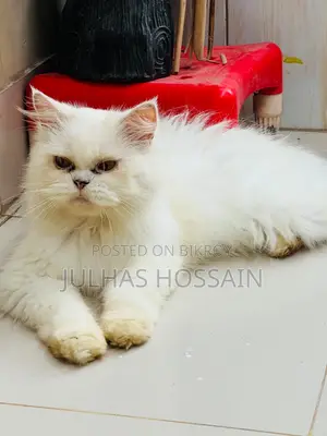 1+ year Female Purebred Persian