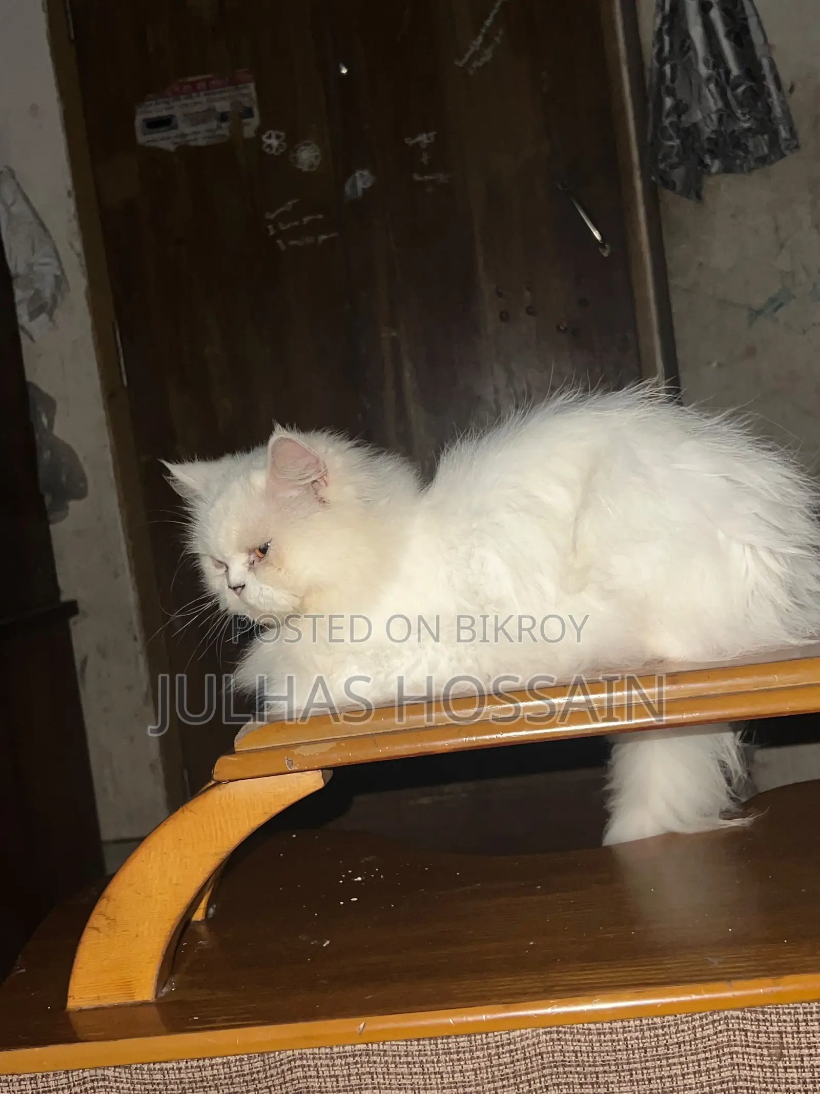 ১+ বছরের ফিমেল পিওরব্রেড পার্সিয়ান