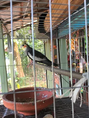 সেল পোস্ট এ পেয়ার