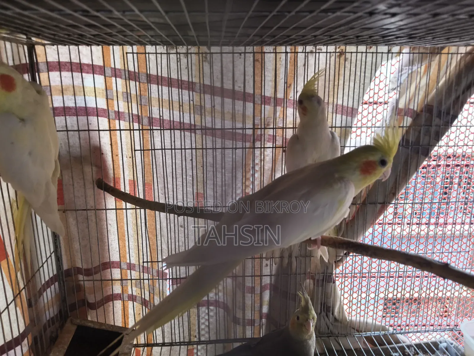 Cockatiel Adult Pair