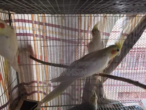 Cockatiel Adult Pair