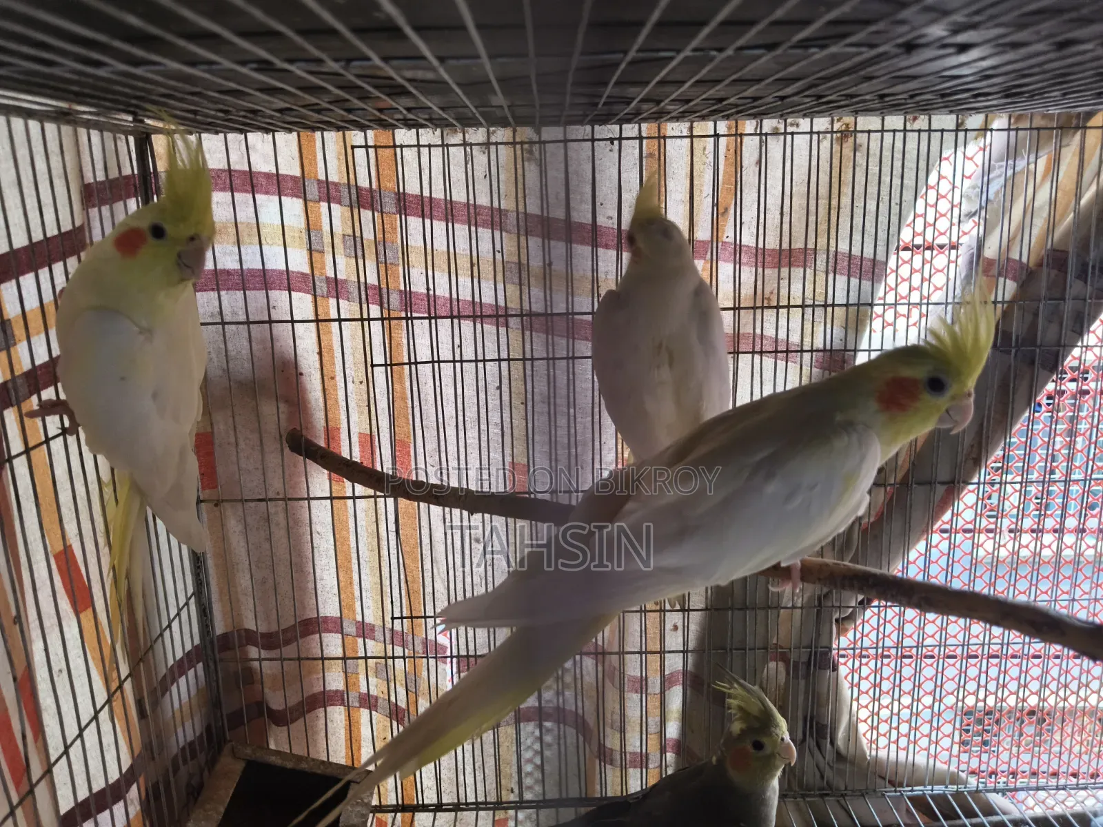 Cockatiel Adult Pair