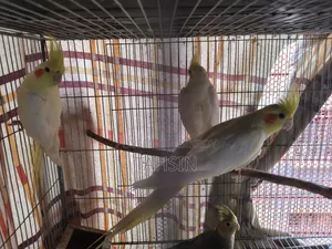 Cockatiel Adult Pair