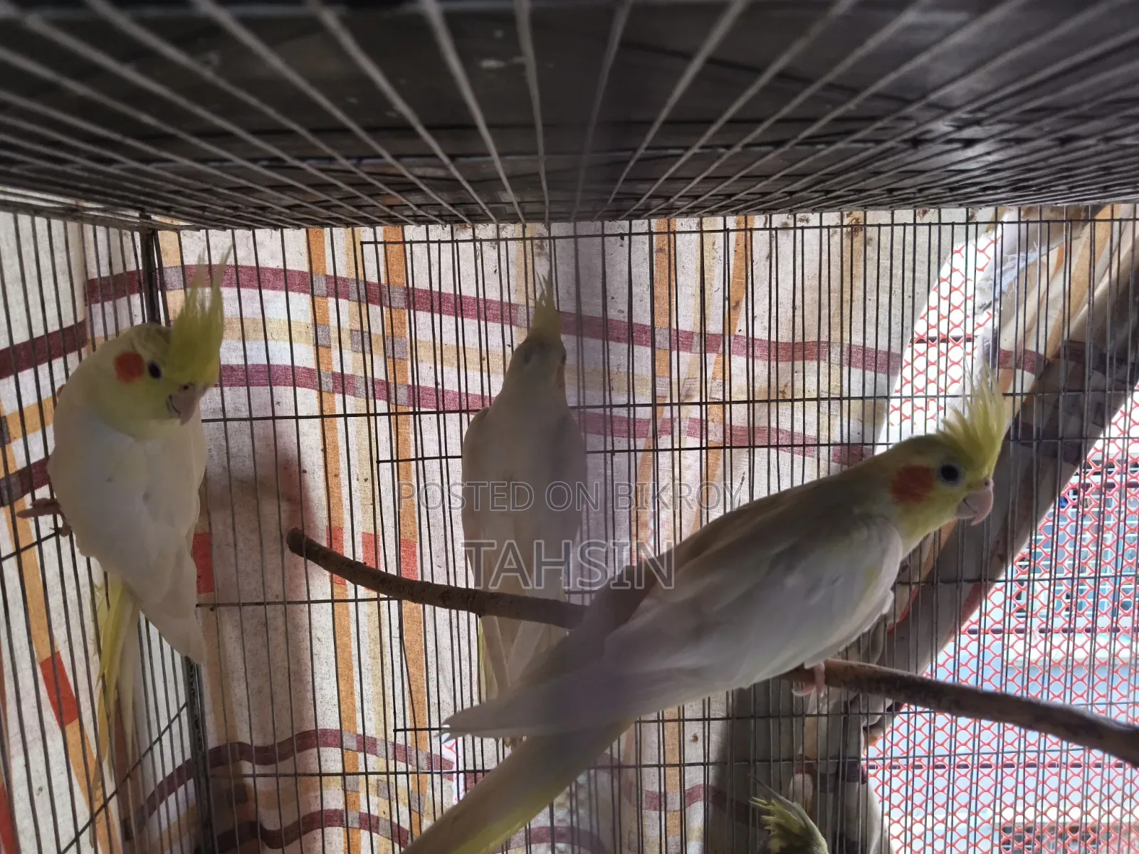 Cockatiel Adult Pair